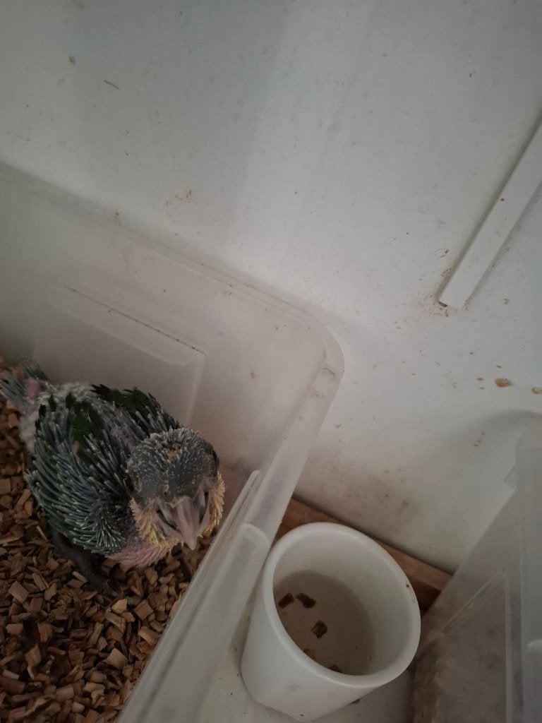 Zwartkopcaique, Sexe inconnu, Perroquet, Domestique