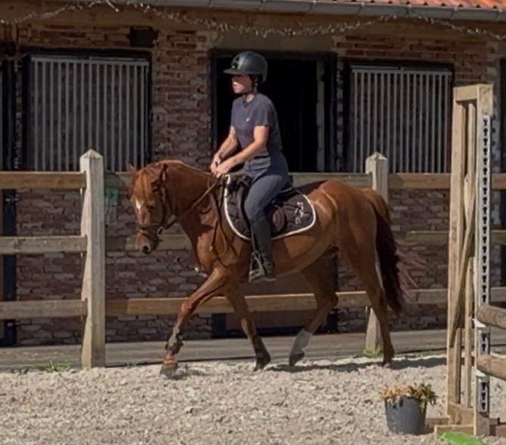 Sportieve 5 jarige D pony ruin, Dieren en Toebehoren, Pony's, Ruin, Springpony, 3 tot 6 jaar, D pony (1.37m tot 1.48m)