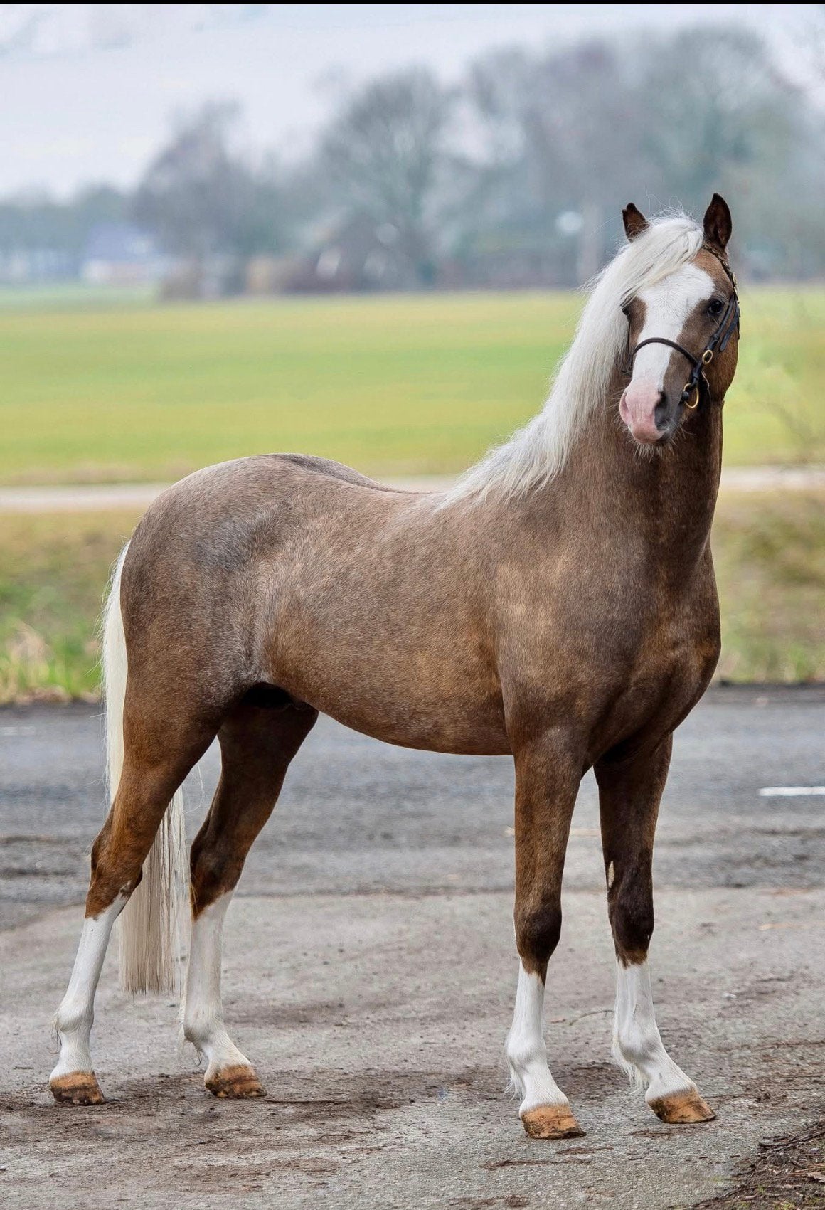 2 prachtige welsh sectie b(1m32) veulens vos en palomino, Dieren en Toebehoren, Merrie, B