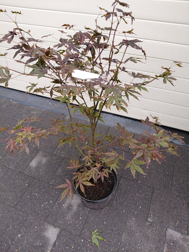 Acer Atropurpureum, Tuin en Terras, Ophalen, Esdoorn