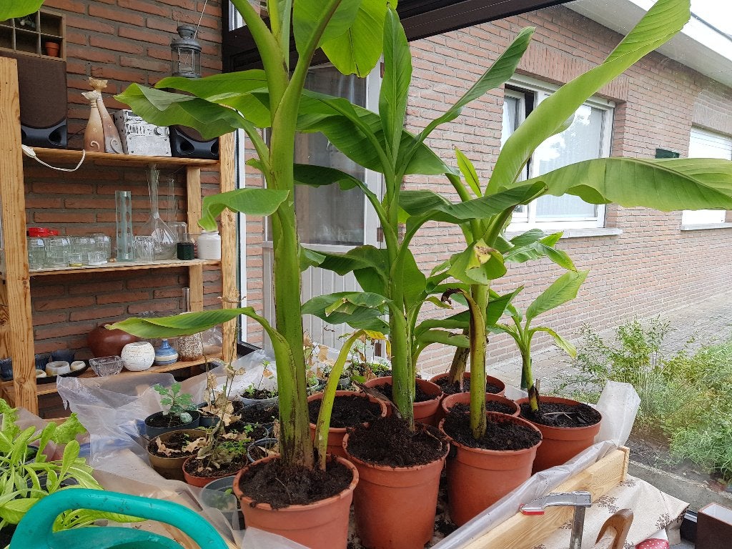 tuin en terrasplanten, Tuin en Terras, Overige soorten, Lente, Minder dan 100 cm, Ophalen