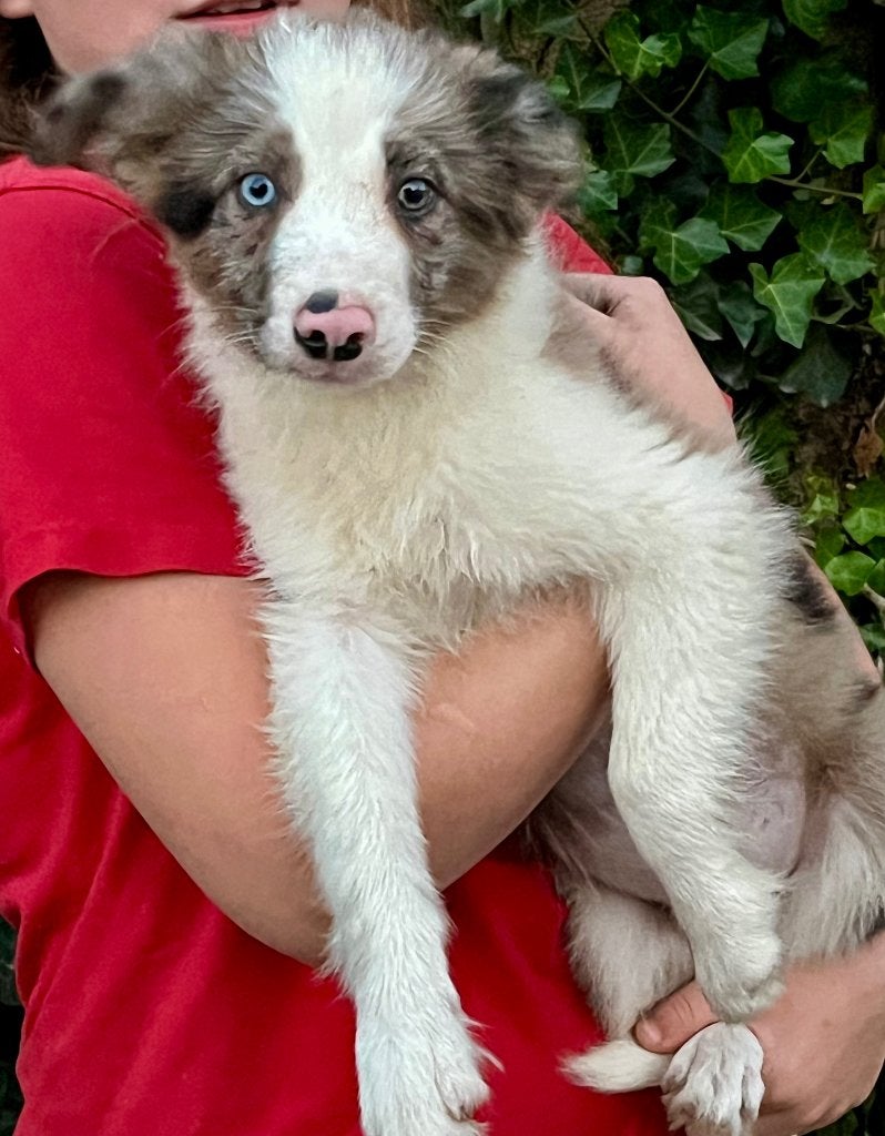Border Collie pups, Maladie de Carré (chiens), 8 à 15 semaines, Colley, Plusieurs