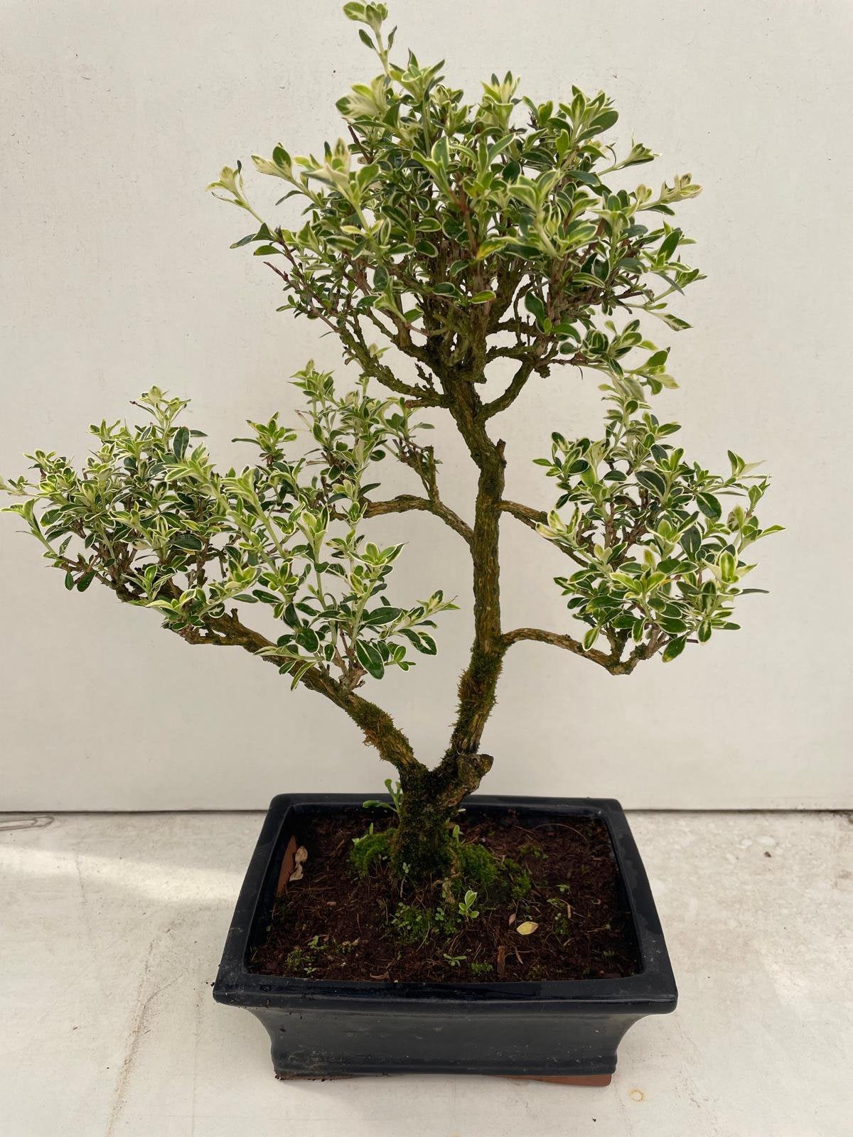 Serissa panaché, Ophalen