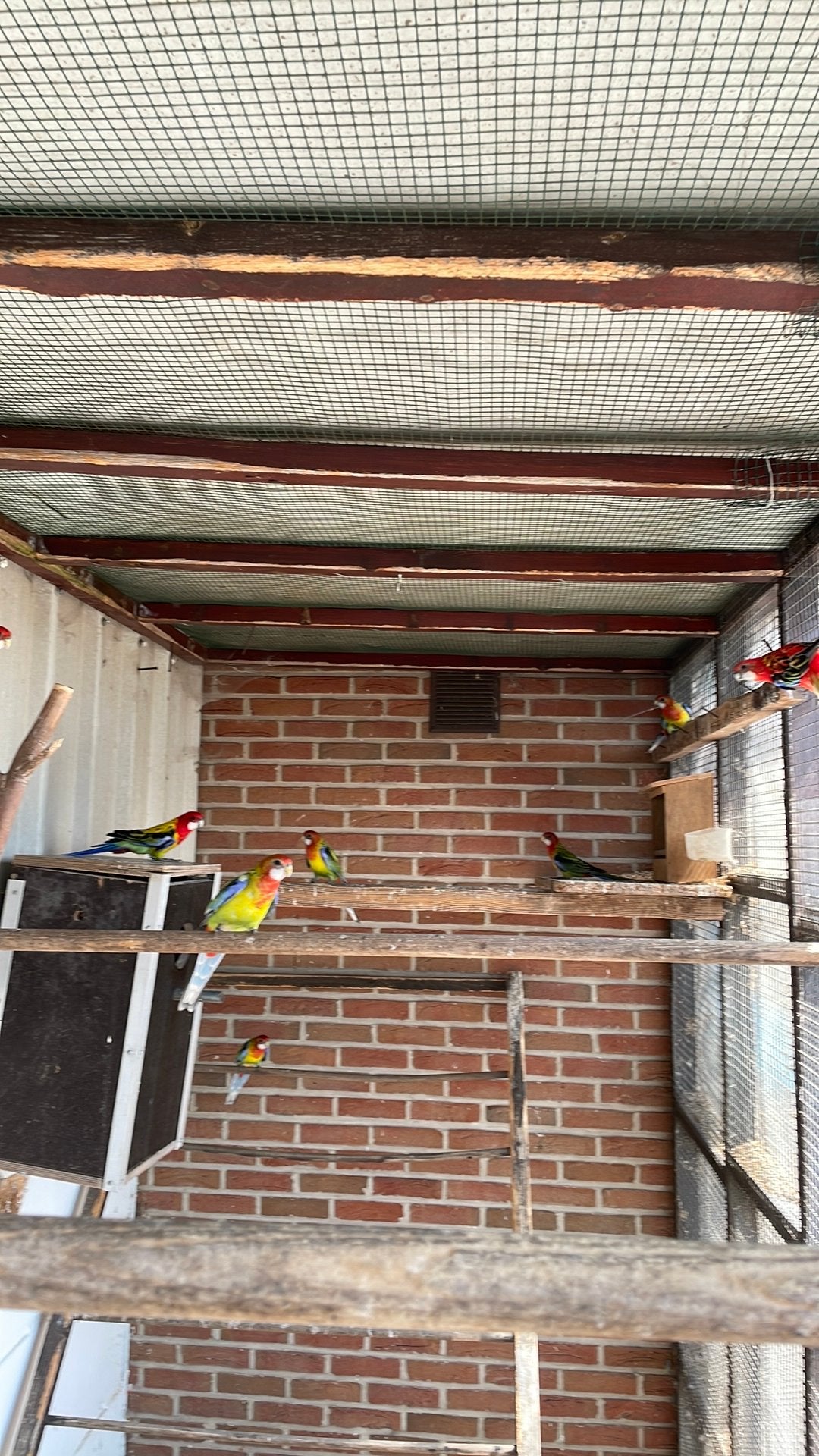 Rosella, Animaux & Accessoires, Oiseaux | Perruches & Perroquets, Sexe inconnu, Perruche