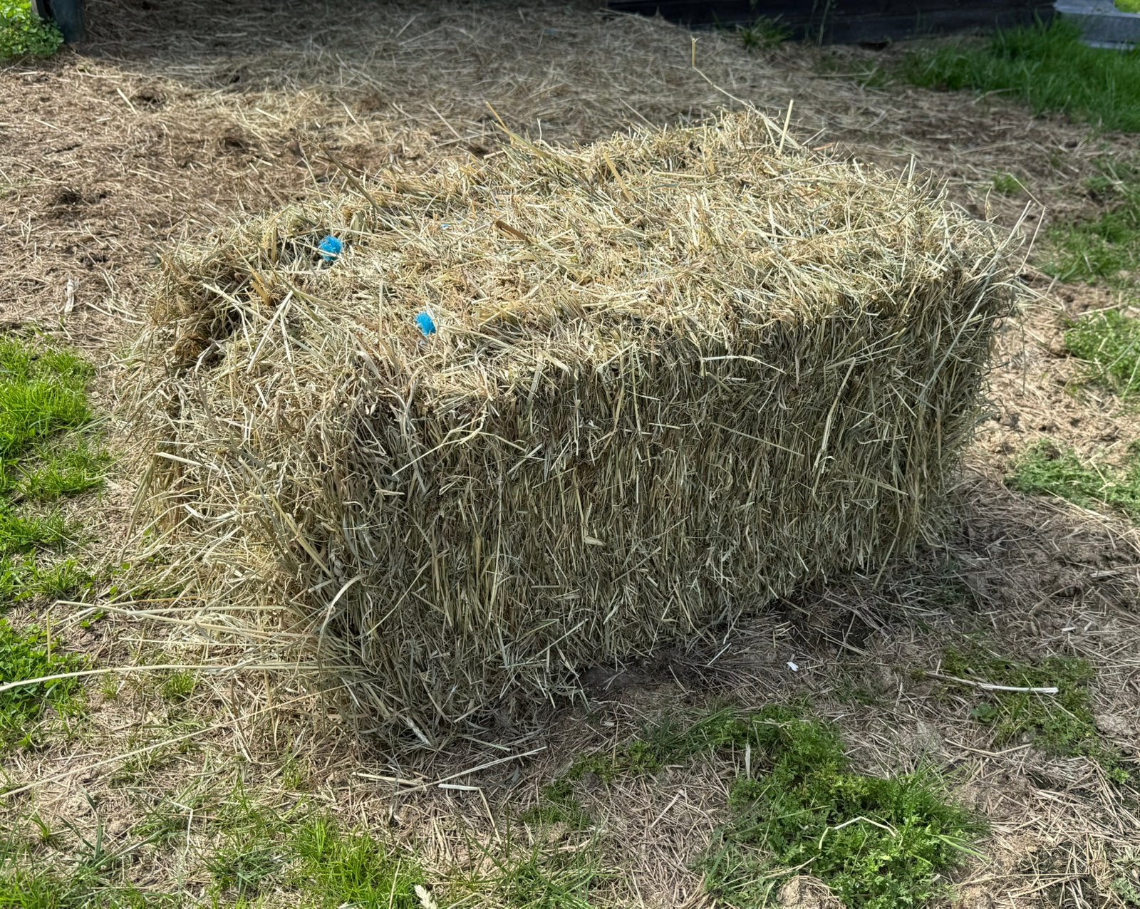 Kleine balen hooi, Dieren en Toebehoren, Dierenvoeding, Ophalen