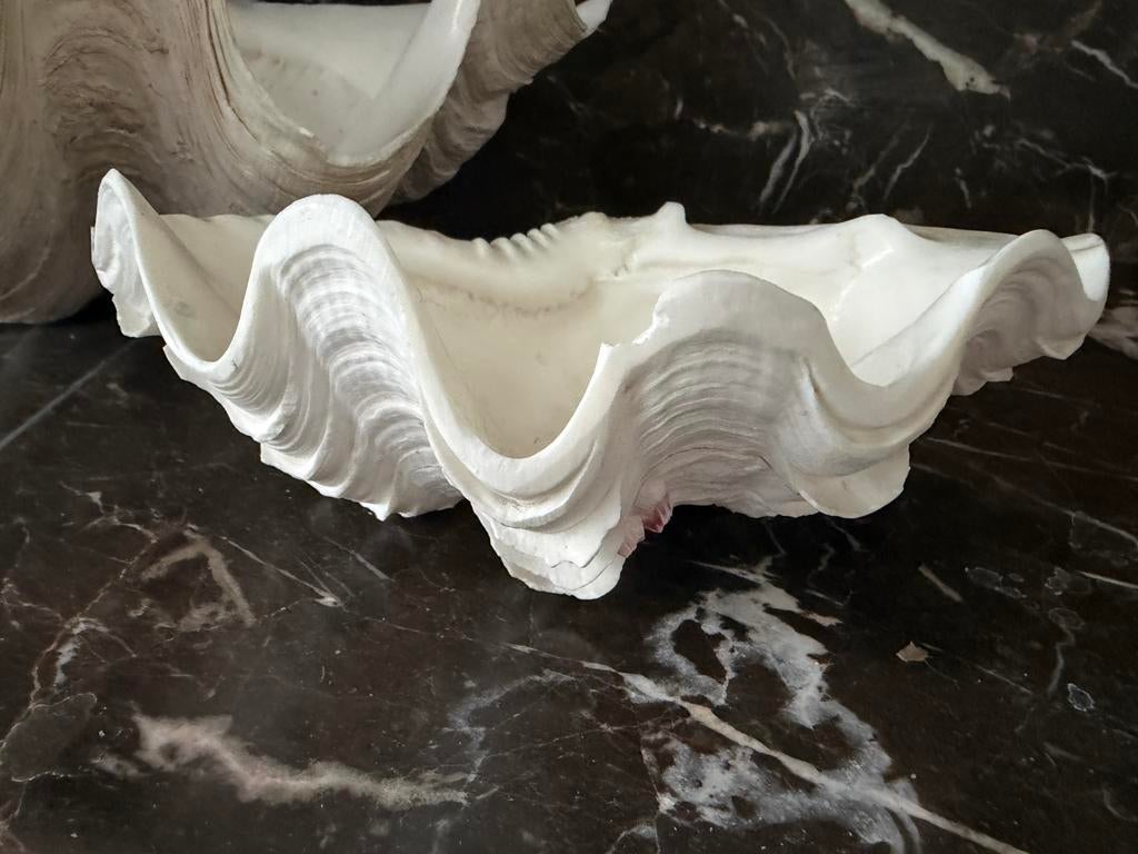 Twee schelpen, Verzamelen, Ophalen, Schelp(en)