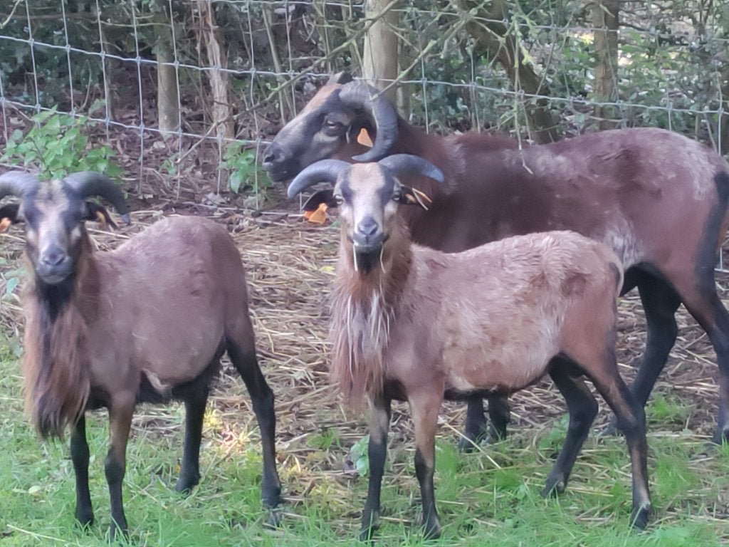 Kameroenschapen, Dieren en Toebehoren, Mannelijk, Schaap, 0 tot 2 jaar