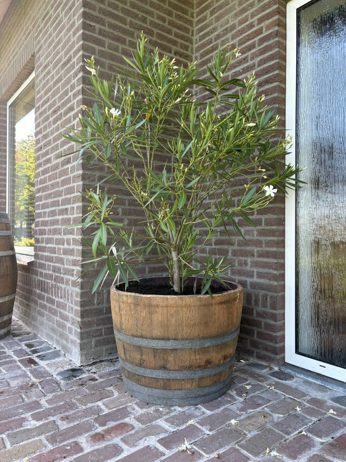 Houten bloembakken van regentonnen – halve ton – €55, Enlèvement