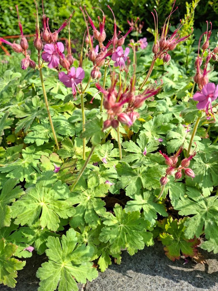 PLANT NU mooie sterke bodembedekker, Tuin en Terras, Planten | Tuinplanten, Ophalen, Lente, Vaste plant, Bodembedekkers