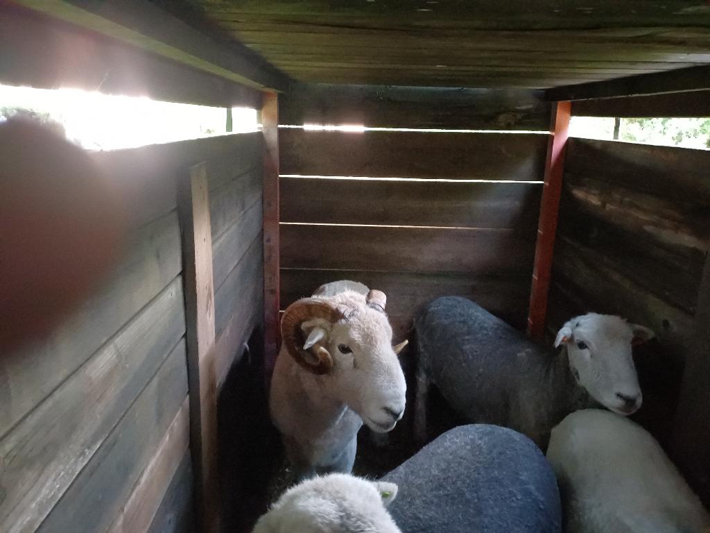 4 Herdwick schapen te koop, Meerdere dieren, Schaap, 3 tot 5 jaar