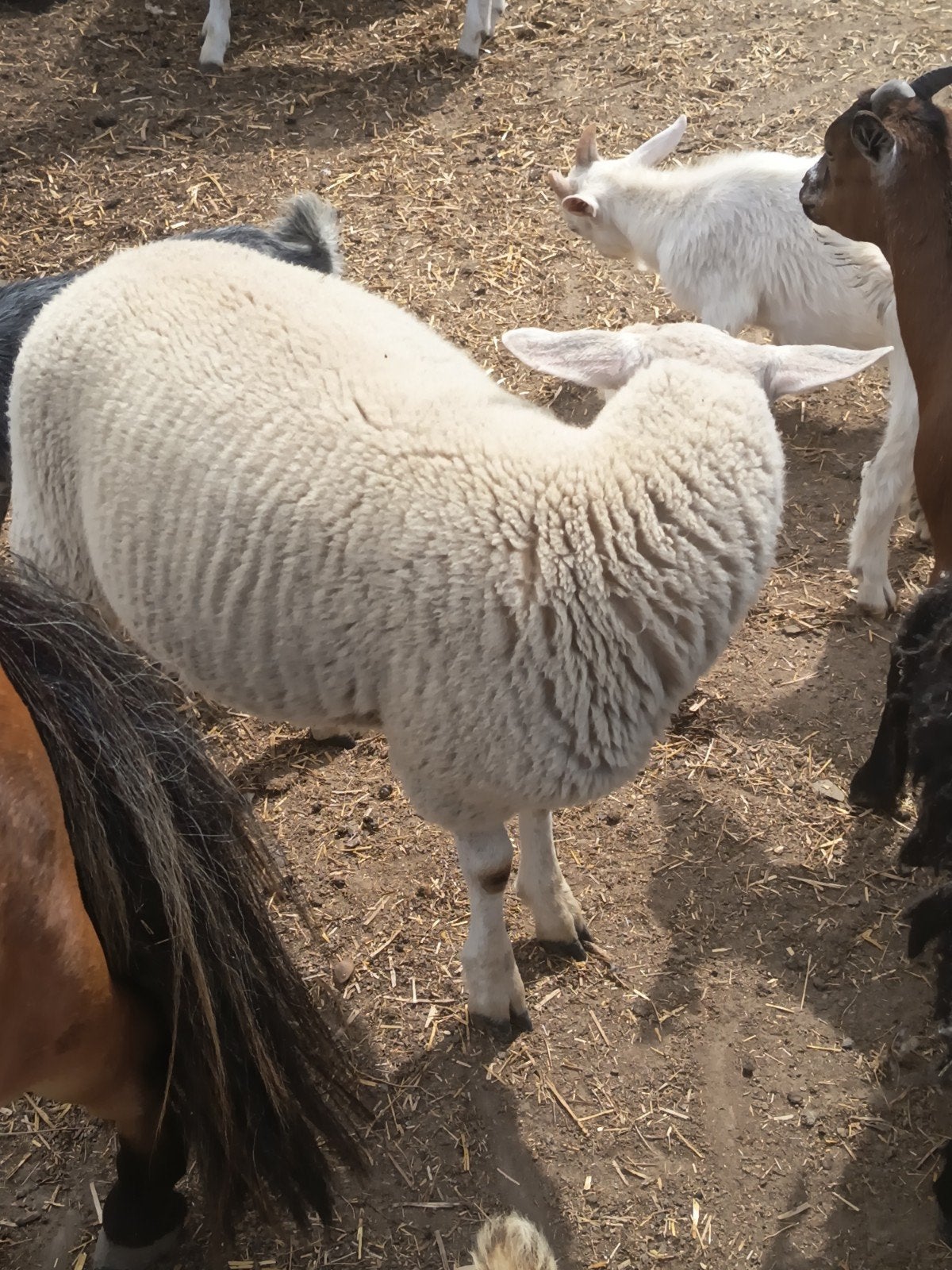 Blocs Zwiffers, Animaux & Accessoires
