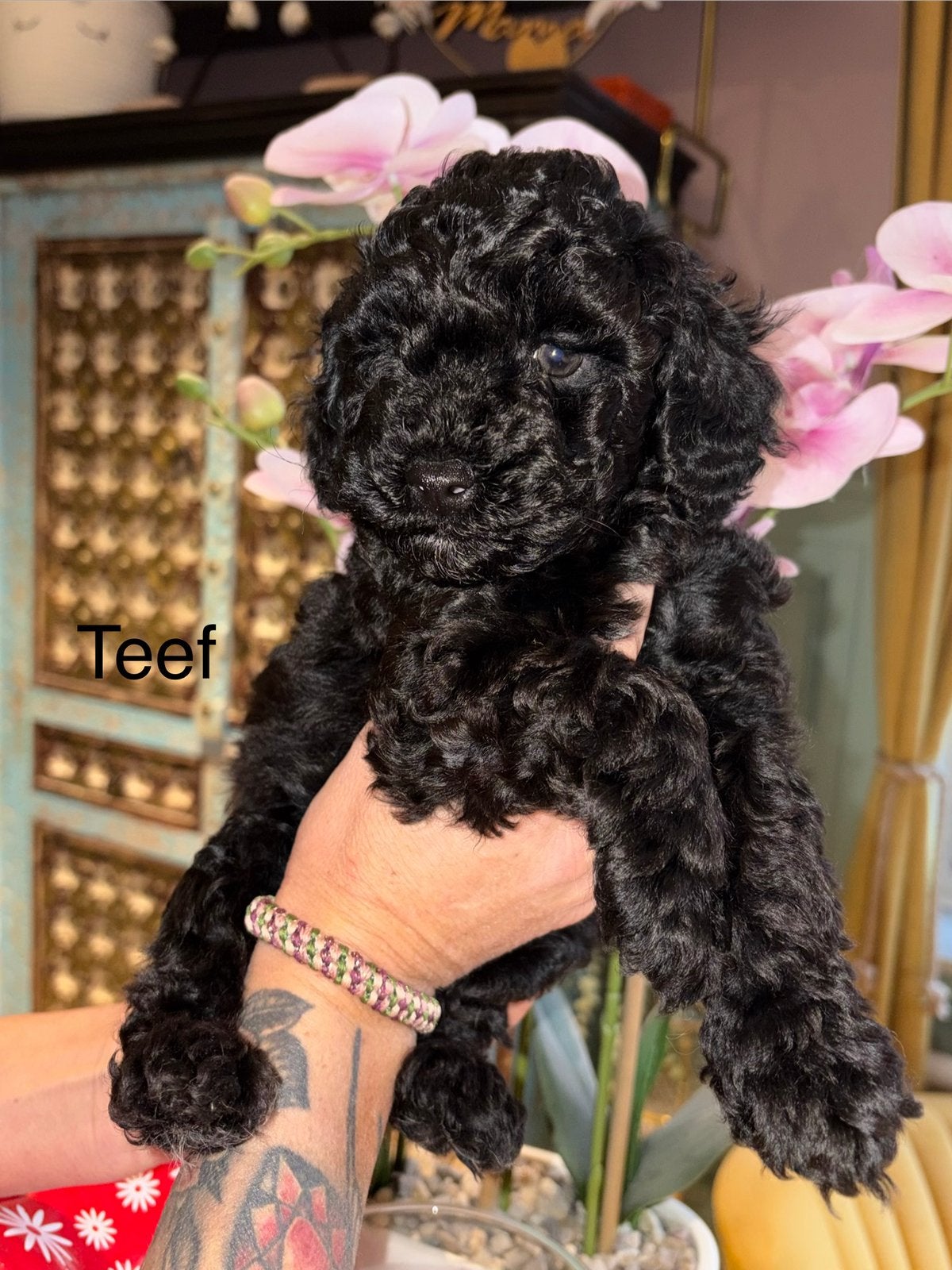 Poedel pups, Poedel, België, Fokker | Hobbymatig, 8 tot 15 weken
