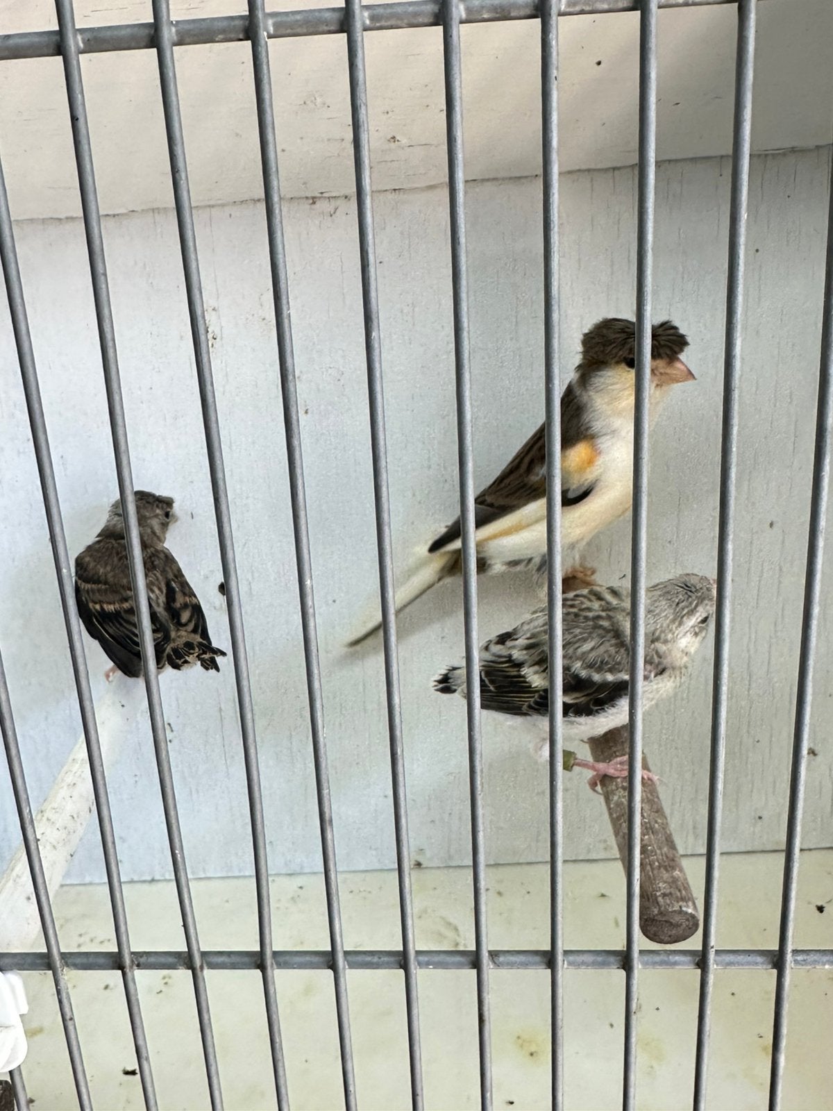Harlekijn kanarie pop met twee putter bastaarden, Dieren en Toebehoren, Geslacht onbekend, Wildzangvogel, Geringd