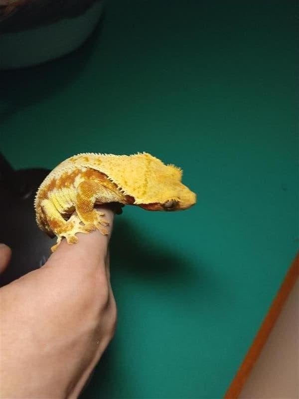 Proven Female Tricolor Lilly White Crested Gecko | 3 Jaar, Hagedis, Met terrarium, 3 tot 6 jaar