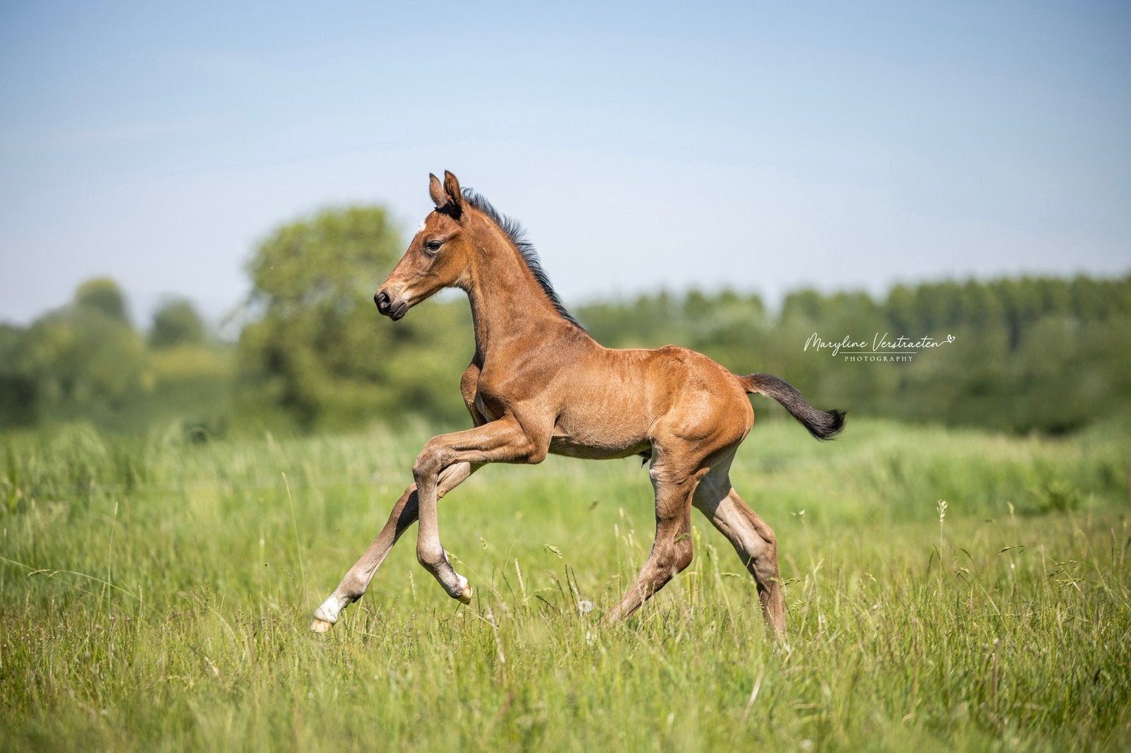 Jaarling hengst te koop, Cheval de dressage, Avec pedigree, 165 à 170 cm, 0 à 2 ans