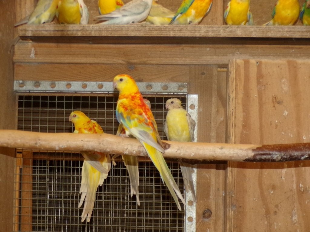Parkieten  Roodruggen, Plusieurs animaux, Perruche, Bagué