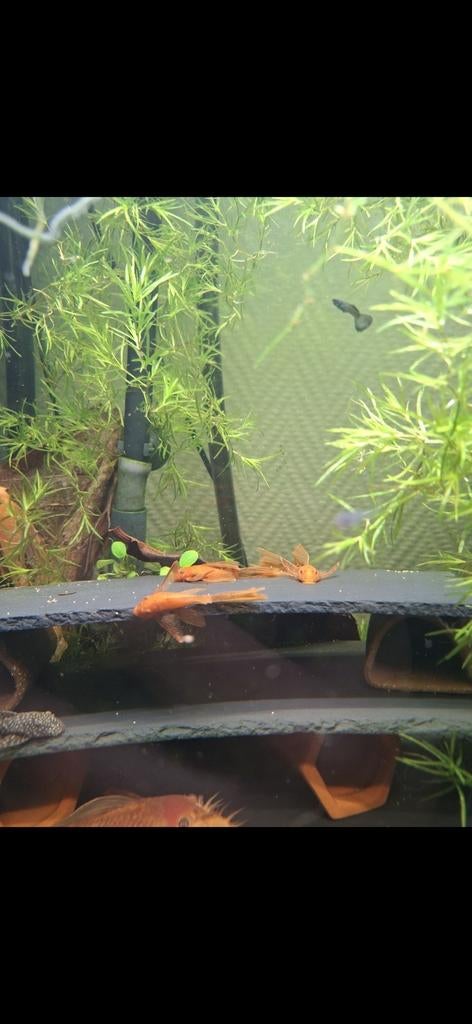Super red longfin jongen, Dieren en Toebehoren, Vis, Zoetwatervis, Schoolvis