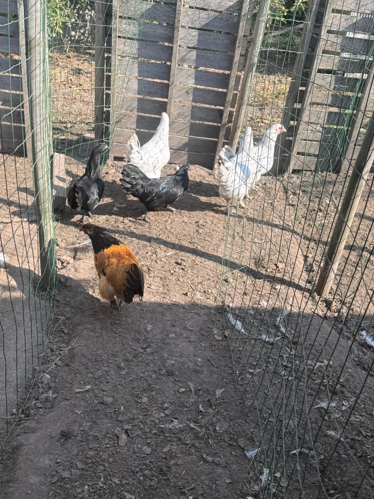 Kippen, Dieren en Toebehoren, Vrouwelijk, Kip