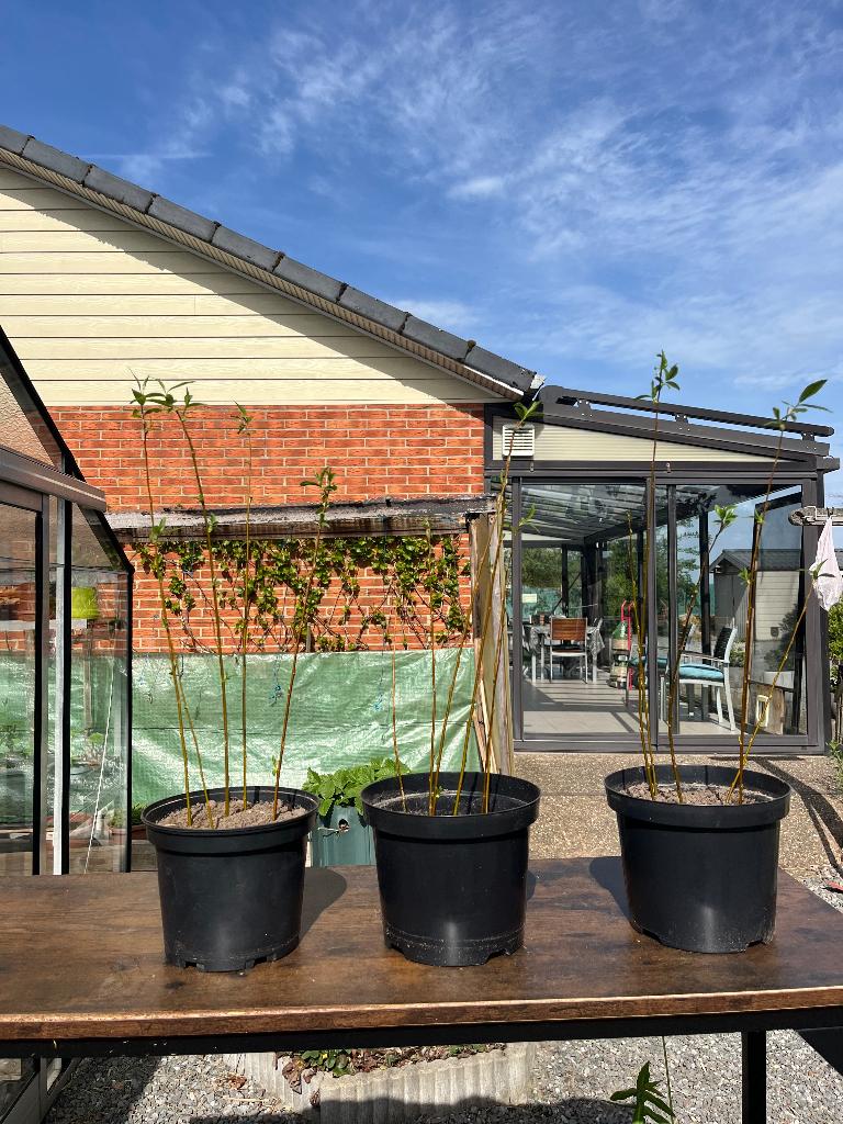 Saule osier, Jardin & Terrasse, Plantes | Arbustes & Haies, Enlèvement, Autres espèces, Arbuste