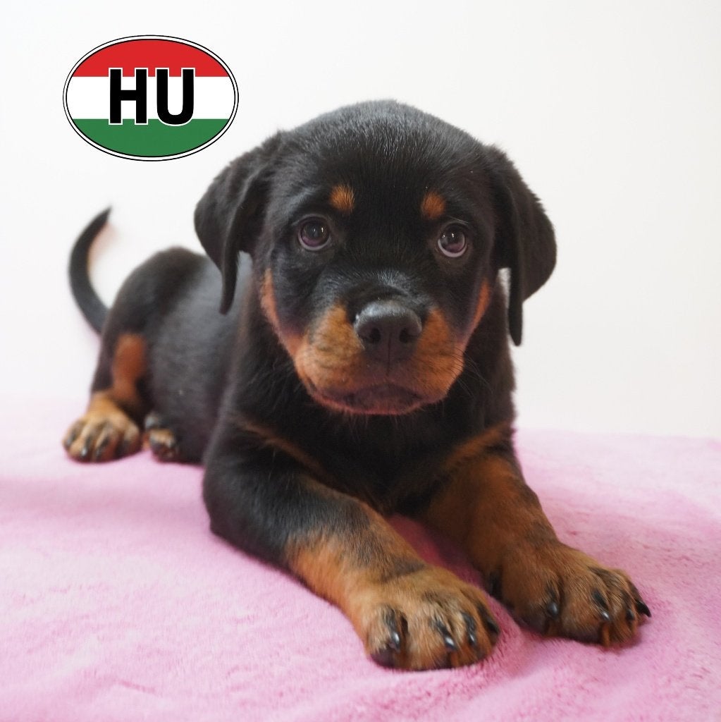 Rottweiler - Stoere pups te koop, Dieren en Toebehoren, 15 weken tot 1 jaar, Handelaar, Buitenland, CDV (hondenziekte)