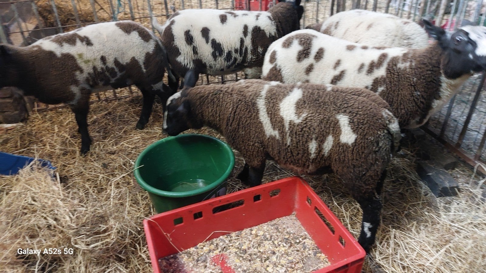 LE DERNIER Beaux agneaux colorés de 6 mois. 0472 83 54, Mâle, Mouton, 0 à 2 ans