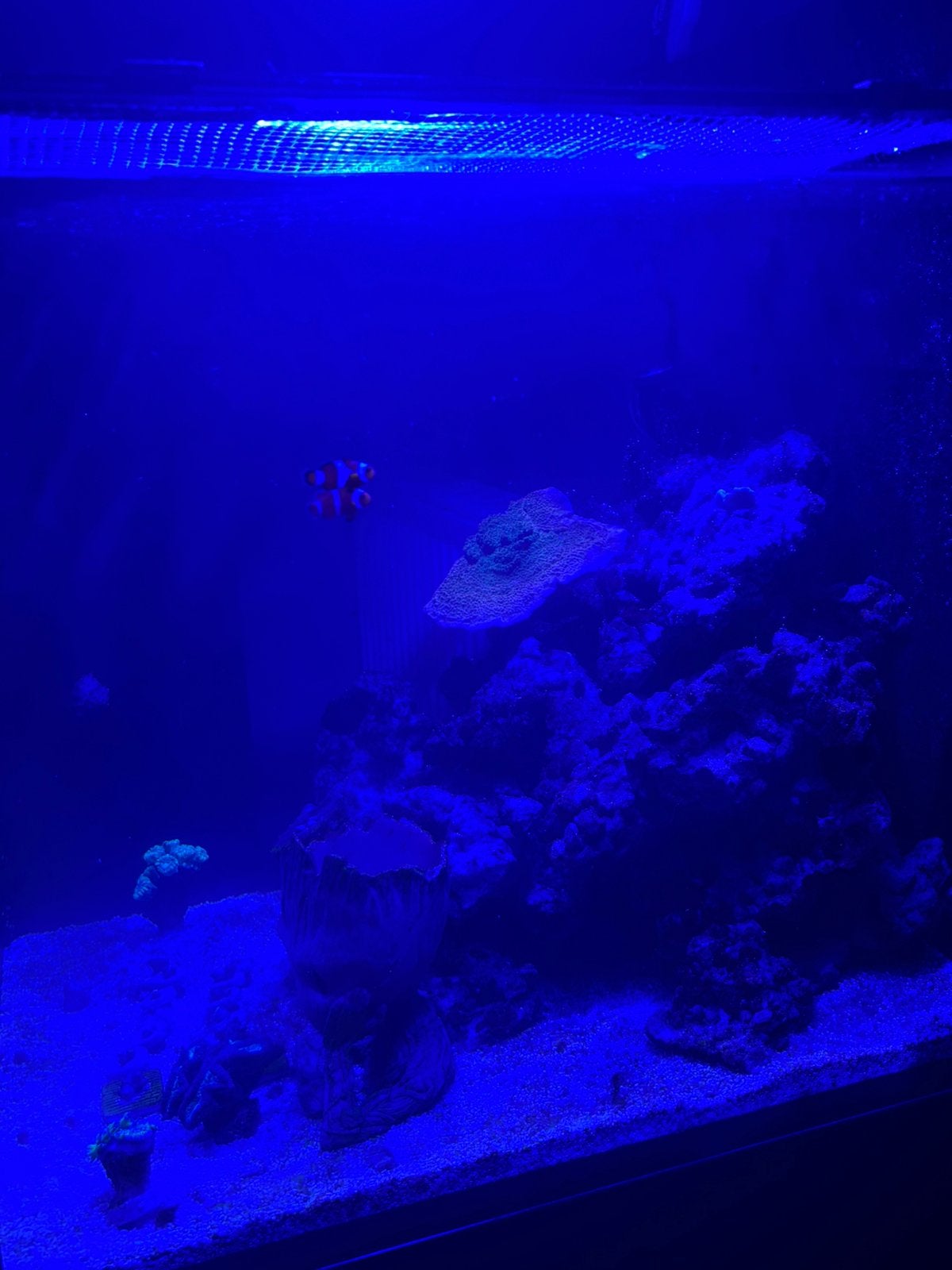 Aquarium marin, Animaux & Accessoires, Poissons | Aquariums & Accessoires, Enlèvement