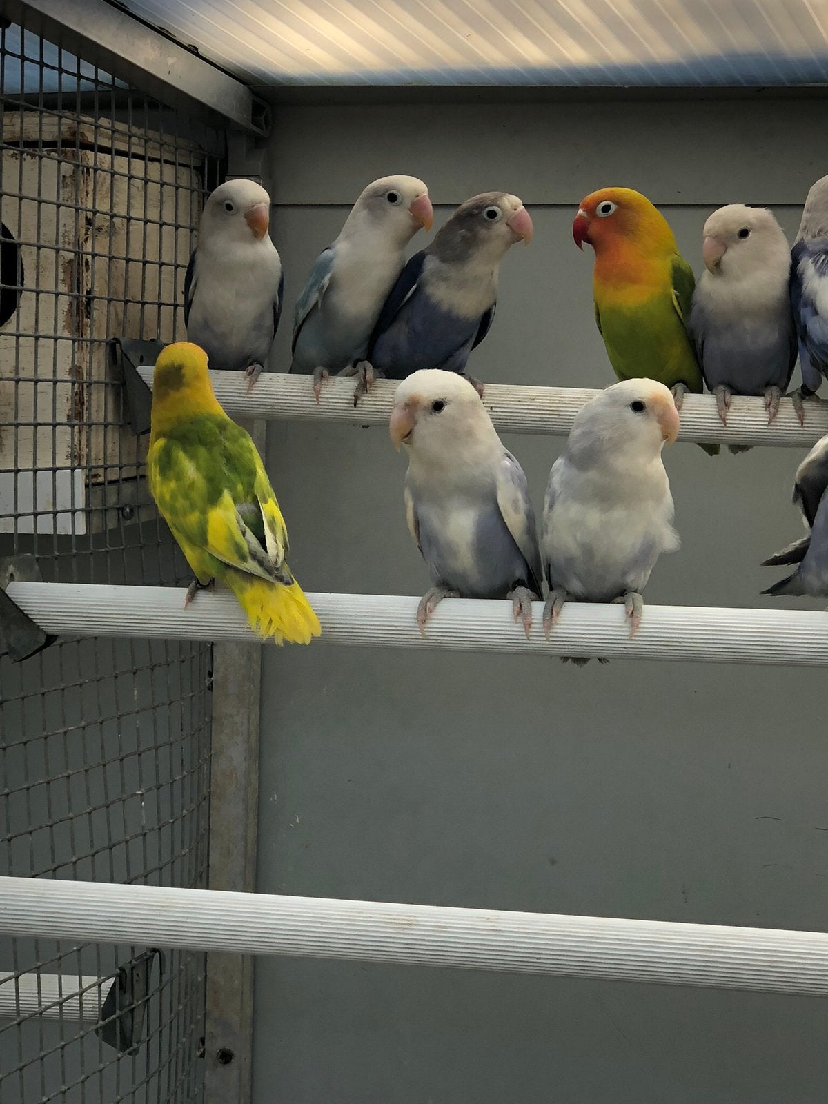 Agapornissen fischerie en collies, Dieren en Toebehoren, Vogels | Parkieten en Papegaaien
