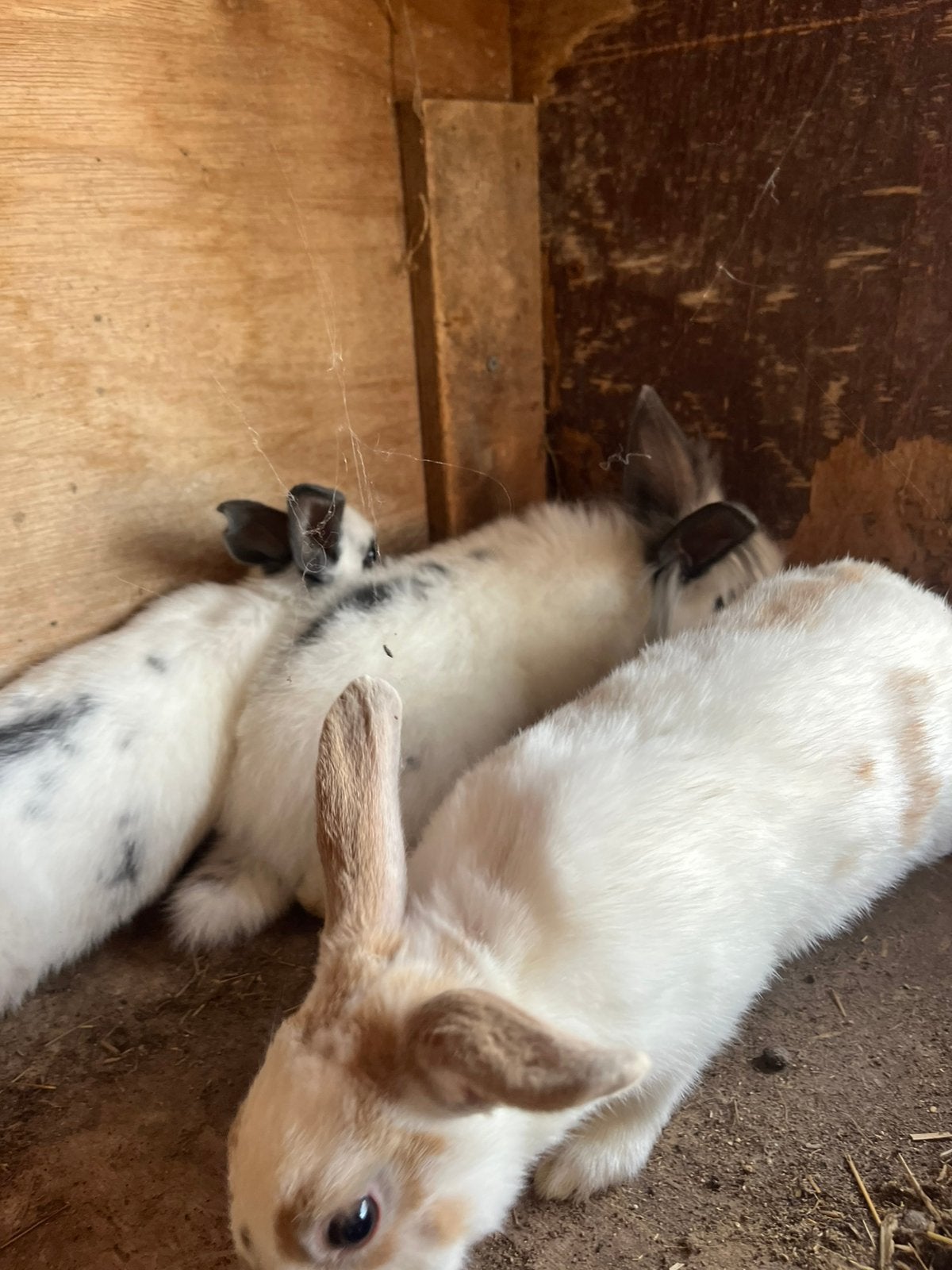Konijn, Dieren en Toebehoren, Konijnen, Mannelijk, Klein, 0 tot 2 jaar