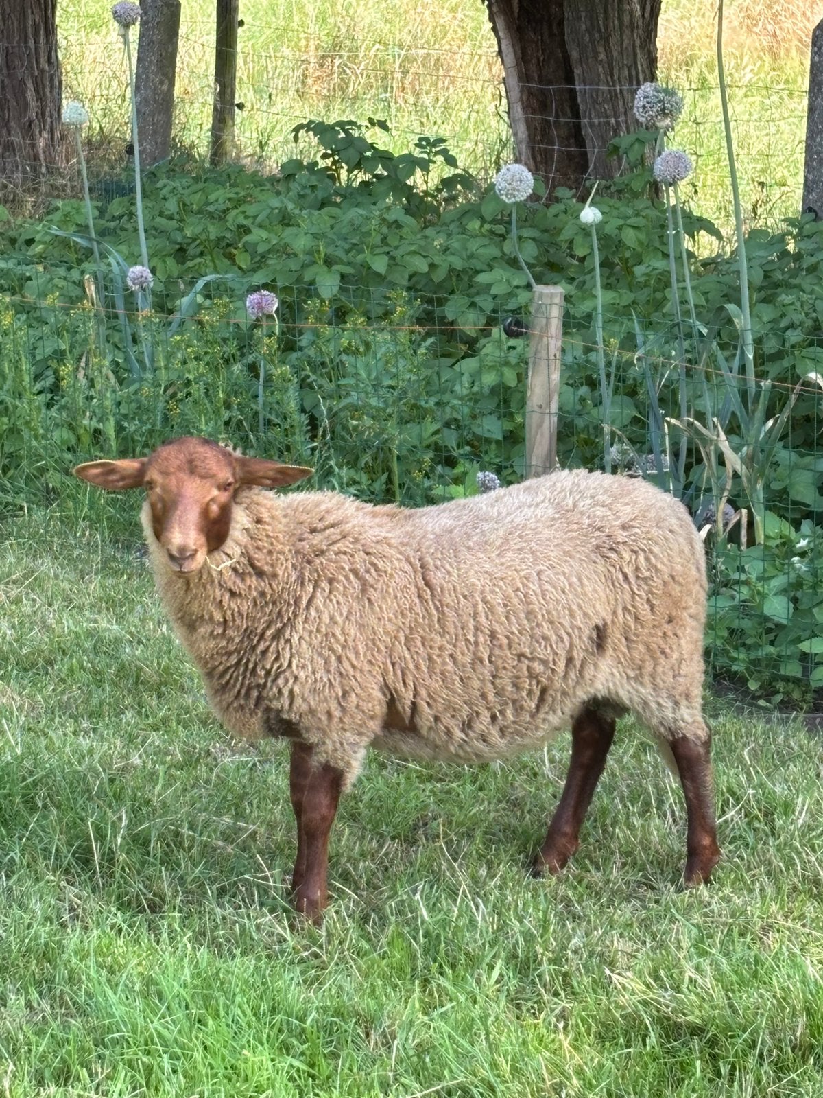 Ardense voskop ram, Dieren en Toebehoren, Mannelijk, Schaap, 0 tot 2 jaar