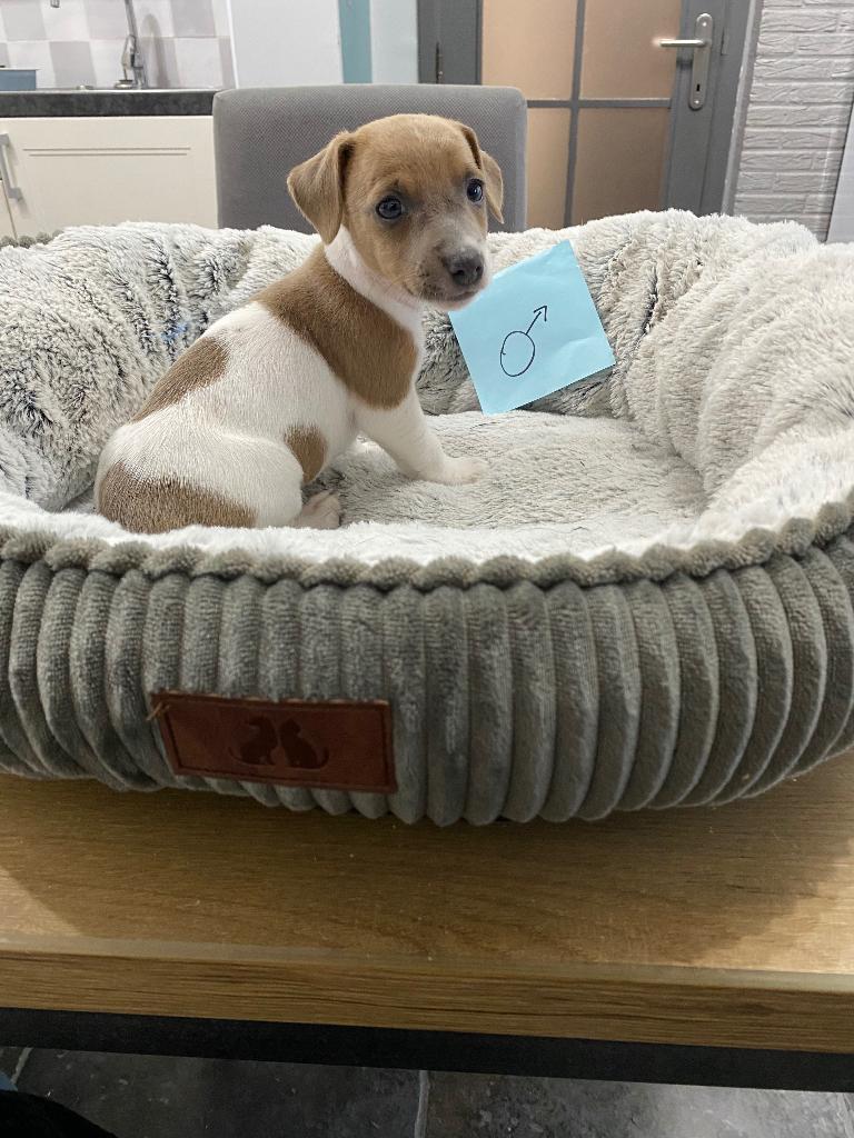 Kortpotige Jack Russel pups uit geteste ouders, Chien (mâle), Hépatite contagieuse (maladie de Rubarth), Belgique, 8 à 15 semaines