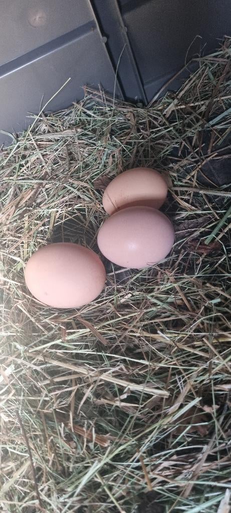 Sussex broedeieren €1,-, Dieren en Toebehoren, Geslacht onbekend, Kip