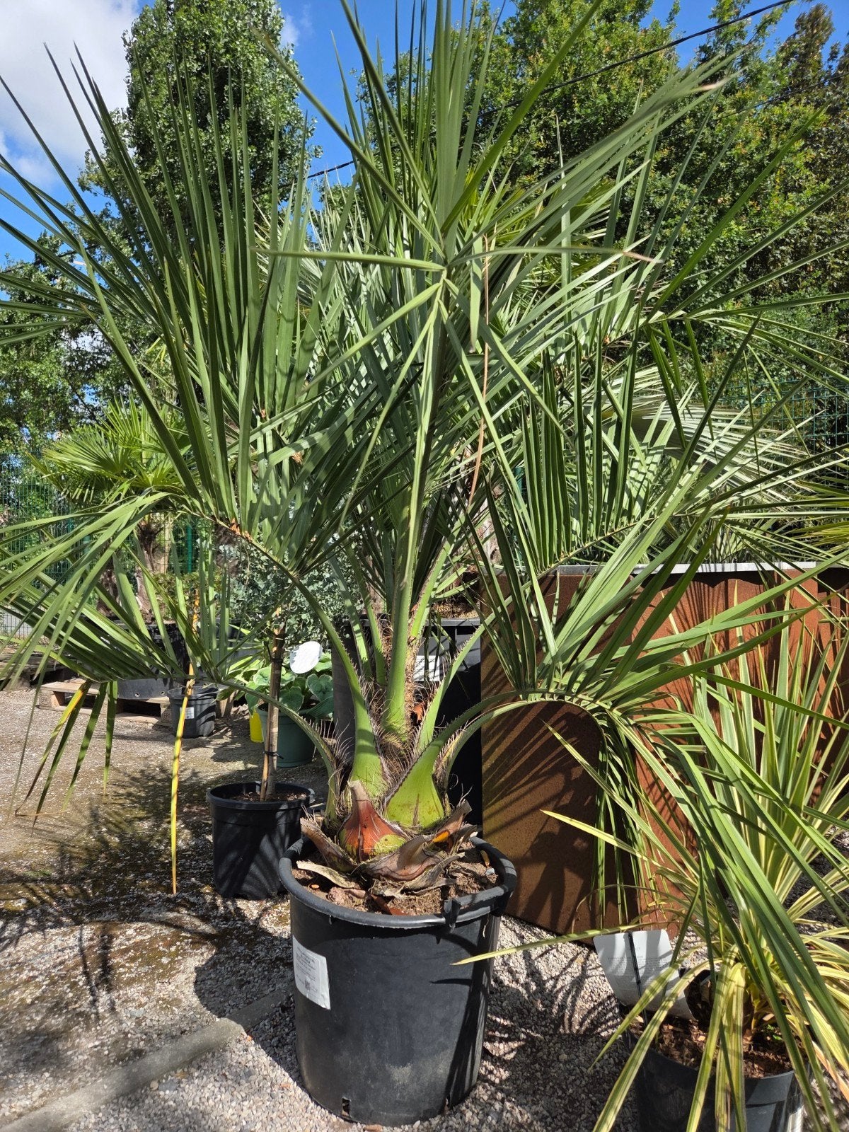 Palmboom Butia Capitata - Geleipalm, Jardin & Terrasse, Bulbes & Semences, Enlèvement