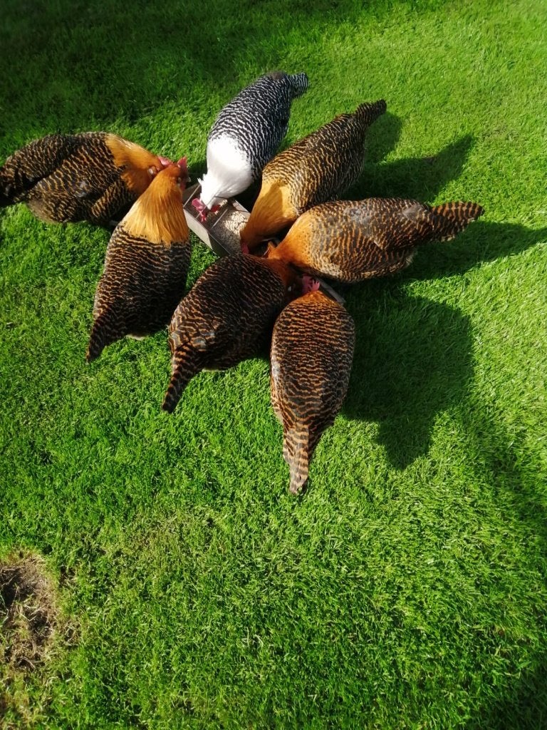 Goudbrakels groot, Dieren en Toebehoren, Maart