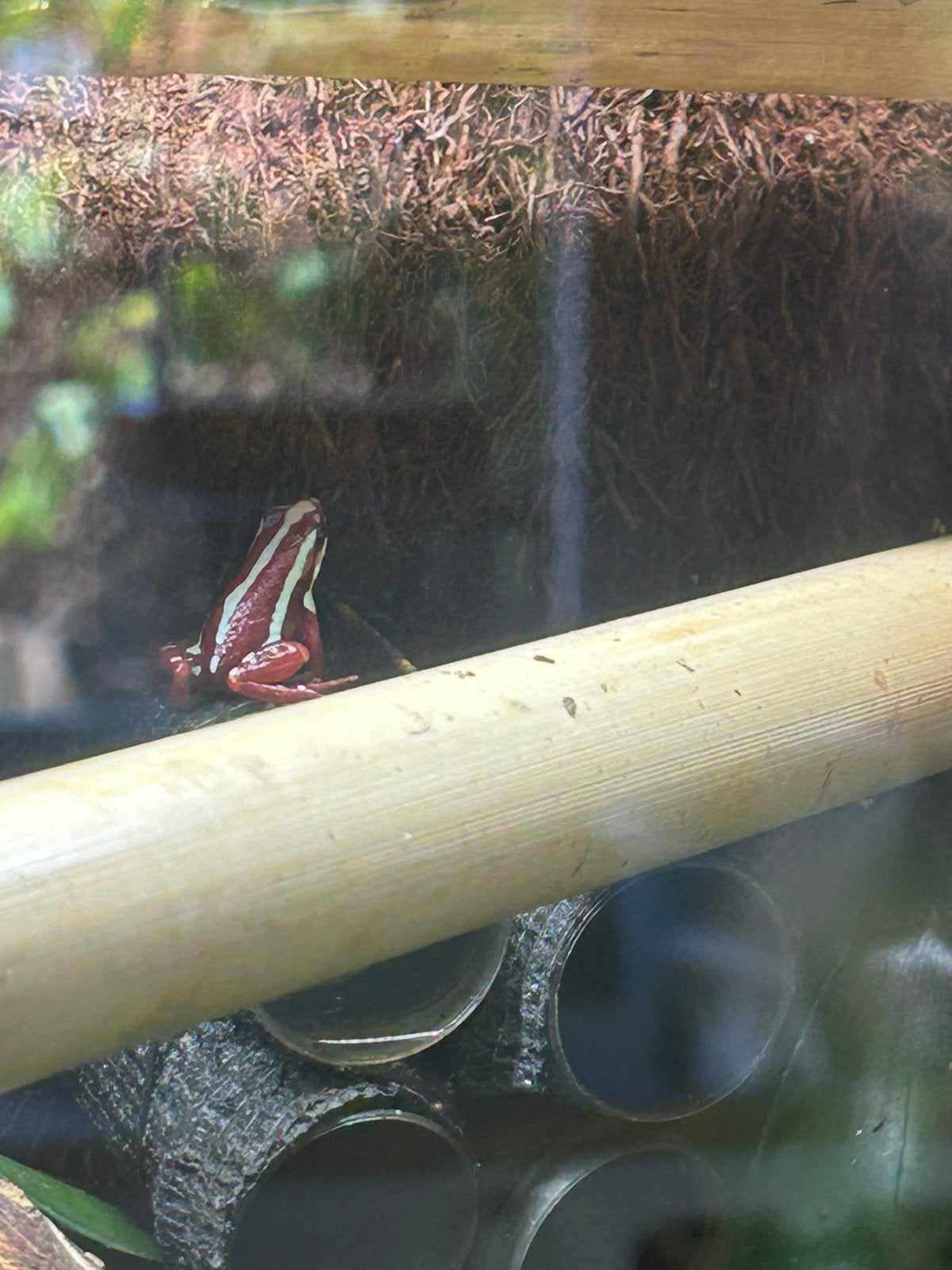 Grenouilles venimeuses tricolores