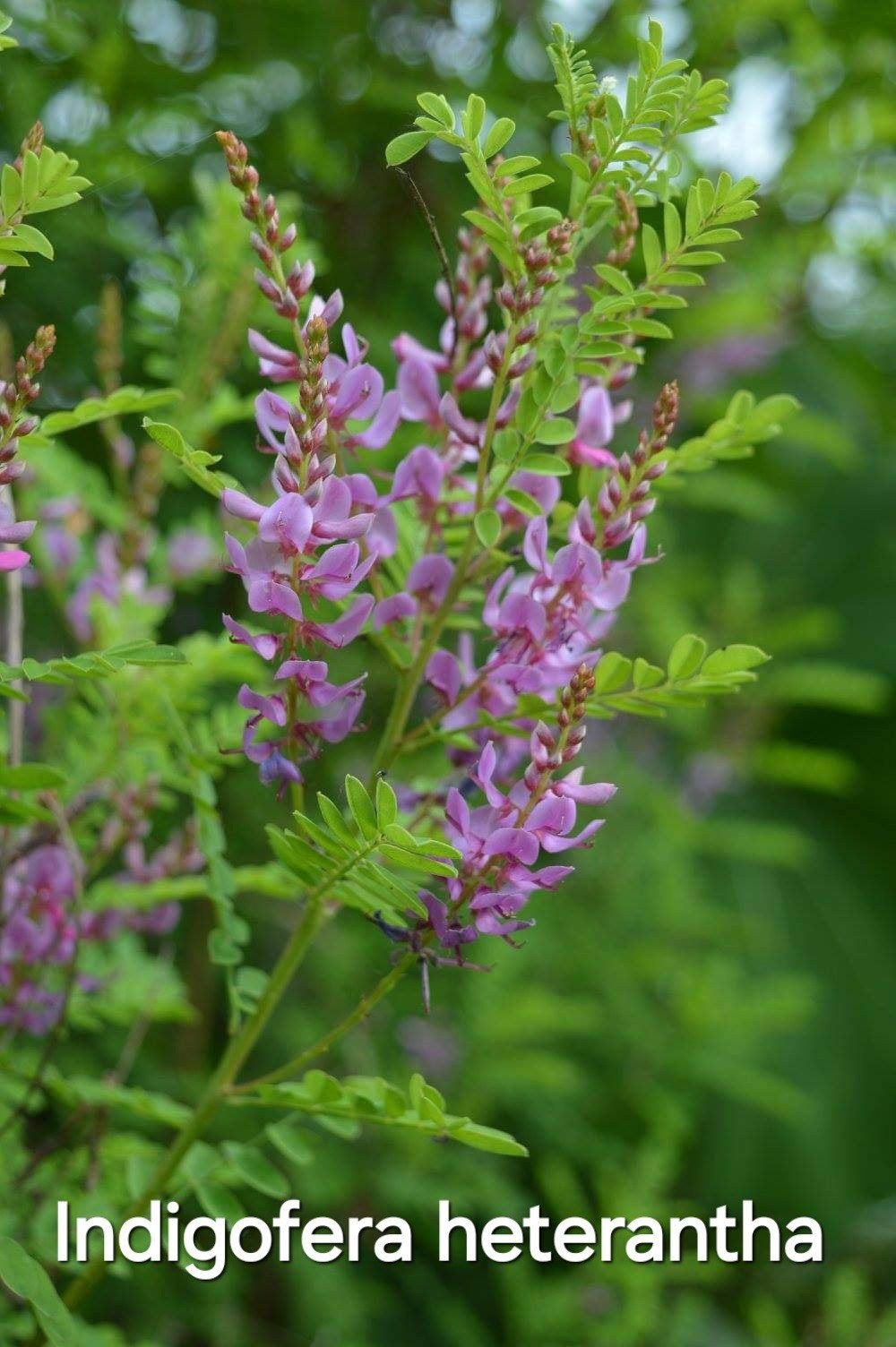 Indigofera Heterantha winterhard, Jardin & Terrasse, 100 à 250 cm, Autres espèces, Enlèvement, Été