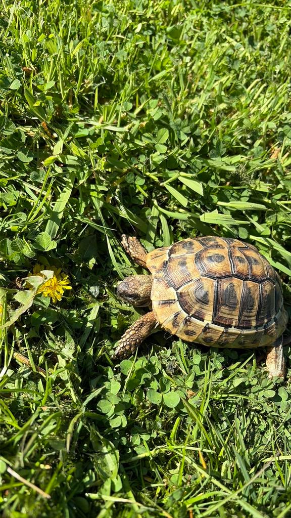 Herman Boetegris schildpad, Ophalen