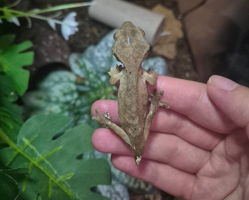 Wimpergekko, Dieren en Toebehoren, Reptielen en Amfibieën, Hagedis, 0 tot 2 jaar, Tam