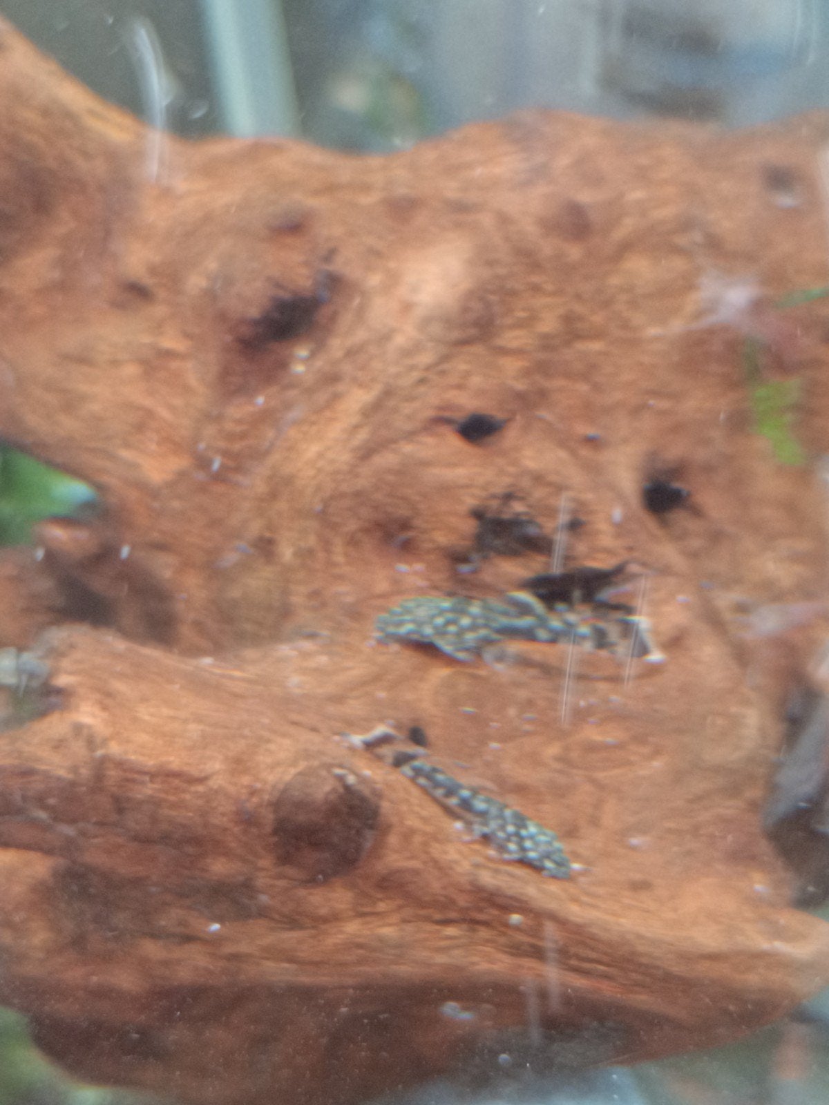 pleco baby, Animaux & Accessoires, Poissons | Poissons d'aquarium