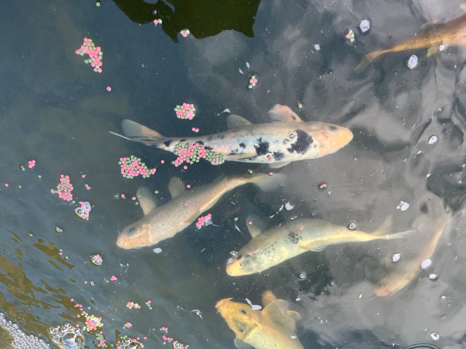 Pêche aux carpes koï