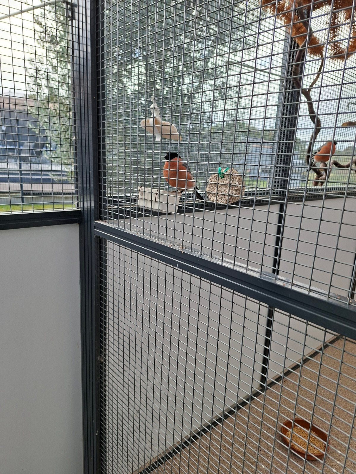 bouvreuil, Animaux & Accessoires