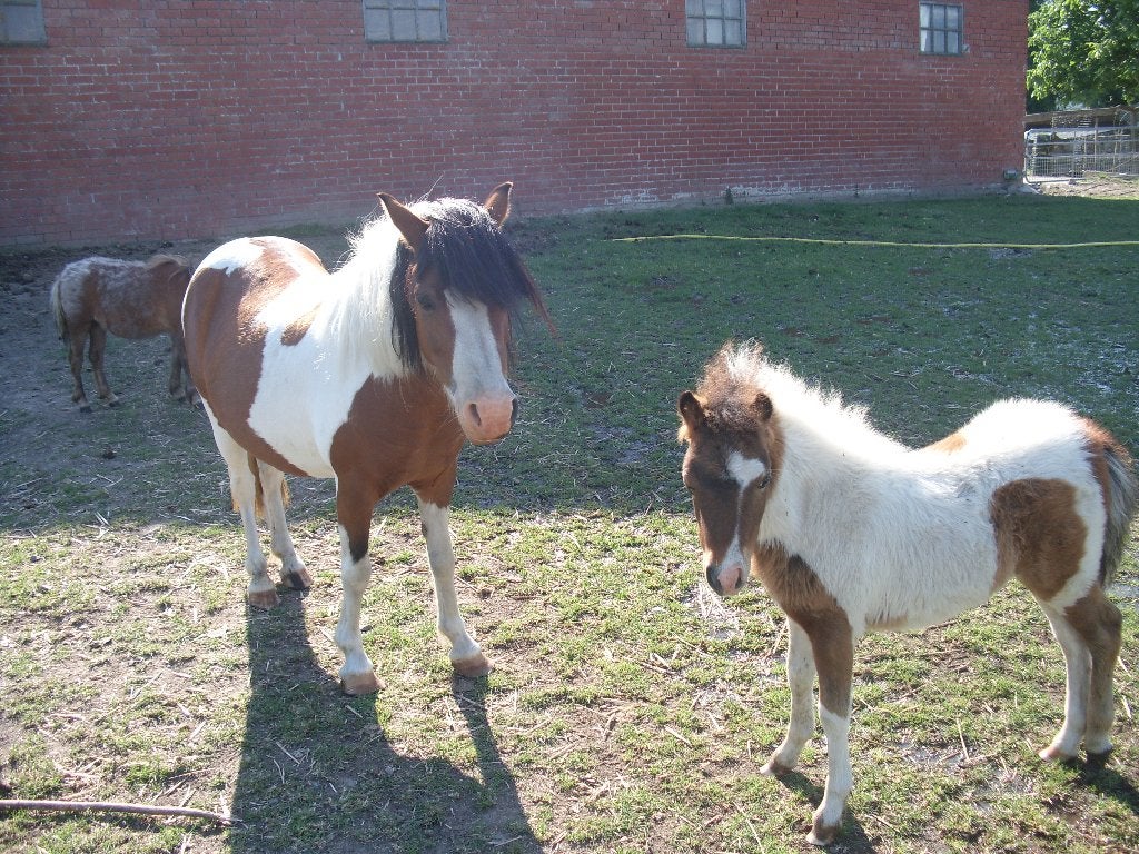 chetlandpony, Animaux & Accessoires, Poneys, Plusieurs animaux, Avec puce électronique