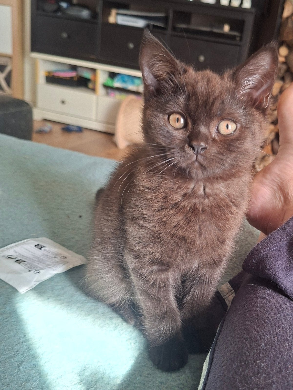 Brits korthaar katertje, Dieren en Toebehoren, Kater, Gechipt, 0 tot 2 jaar