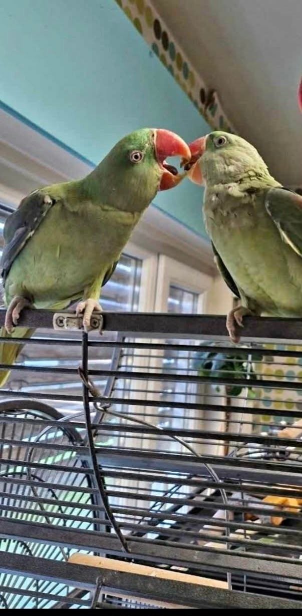 koppel Grote Alexanderparkieten – 3 jaar oud, Animaux & Accessoires