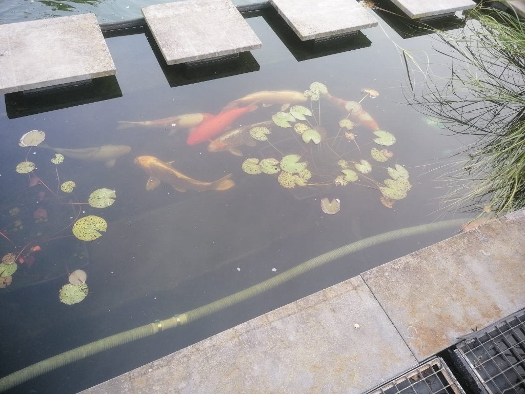 Koi, Carpe ou Koï