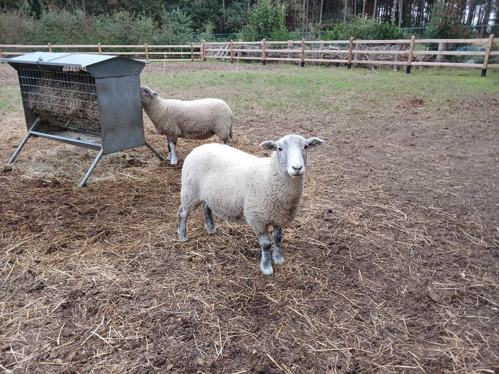 schapen, Vrouwelijk, Schaap, 0 tot 2 jaar