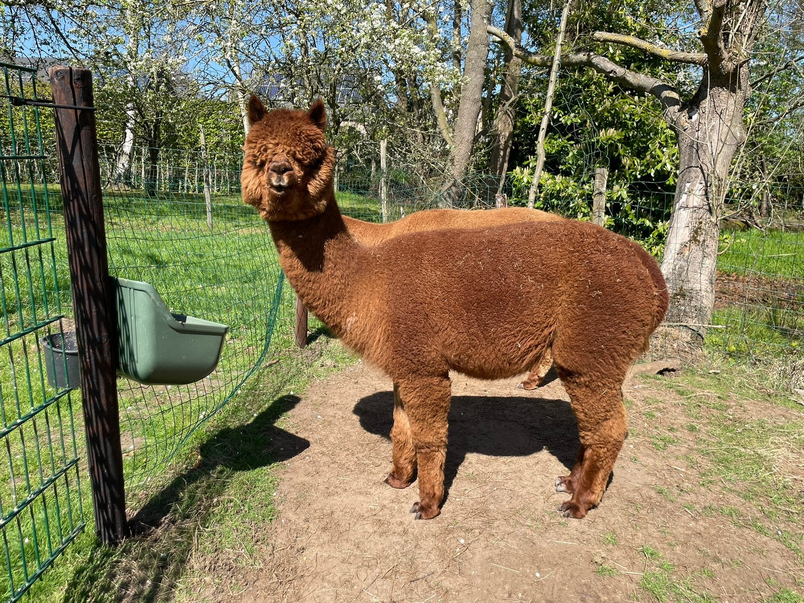 Alpaca dekhengst te koop, Dieren en Toebehoren, November, Mannelijk