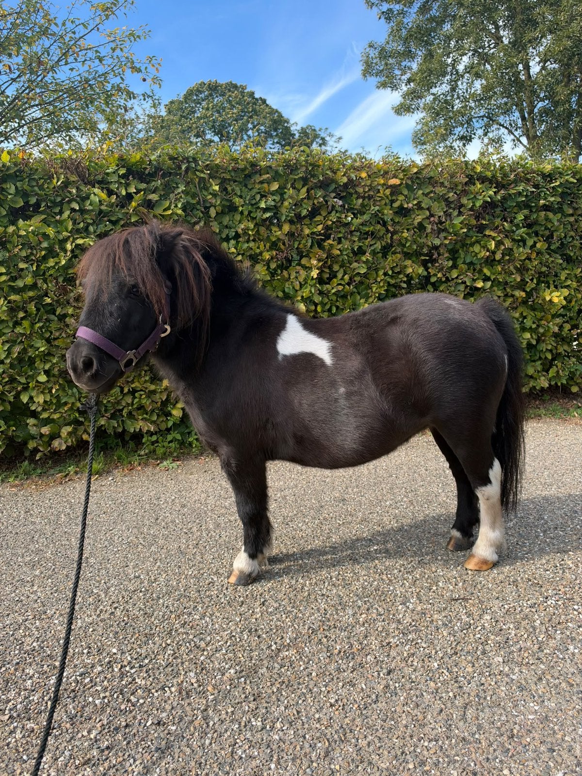 Mooie bonte mini merrietje  zeer klein 71cm!!!!, Merrie