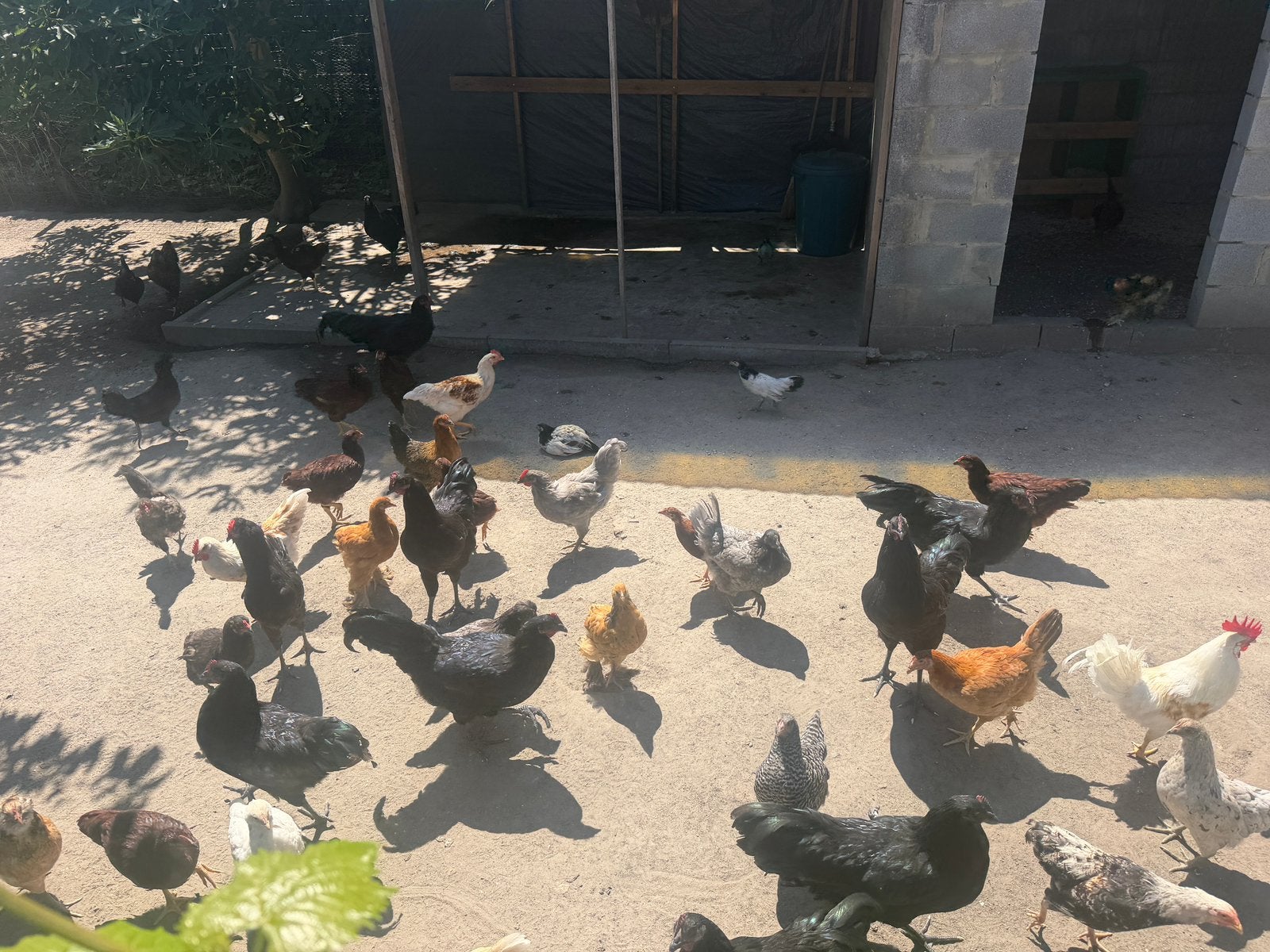 Kippen/hanen, Plusieurs animaux, Poule ou poulet