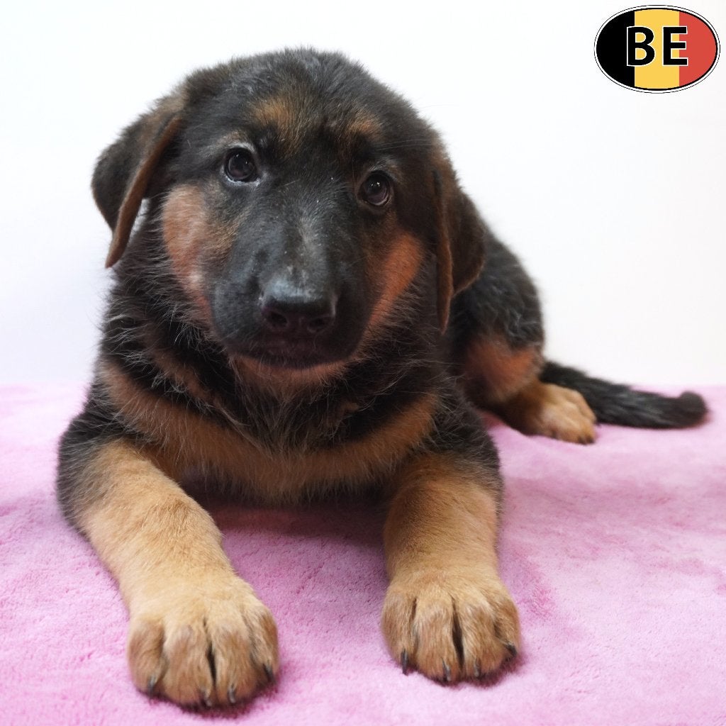 Duitse Herder pups, kort & langhaar - te koop (Belgisch), Dieren en Toebehoren, België, Handelaar, CDV (hondenziekte), 8 tot 15 weken