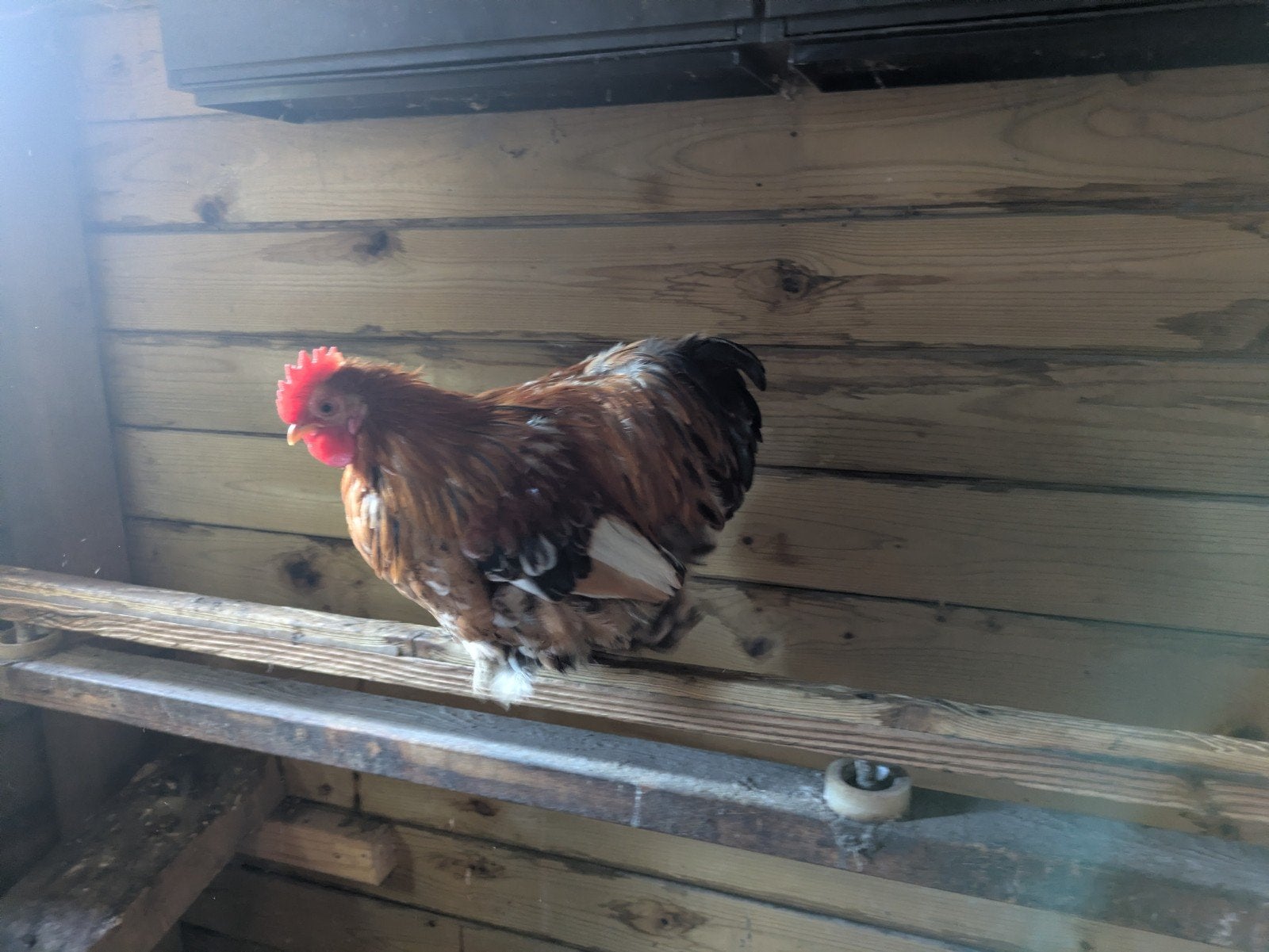 Cochin kriel haan, Dieren en Toebehoren